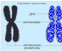 गुणसूत्र कार्य.  गुणसूत्रों की संरचना.  क्रोमेटिन का संरचनात्मक संगठन