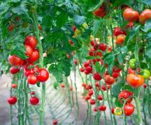 Drömtolkning av röda tomater i en dröm