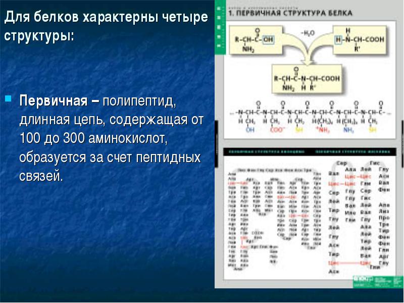 Мономером углеводов является аминокислота. Мономерами являются аминокислоты. Мономерами являются аминокислоты у гемоглобина или гликогена. У гликогена мономерами являются аминокислоты.